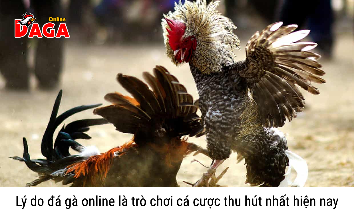 Đá gà ăn tiền online - trò chơi cá cược thu hút nhất hiện nay